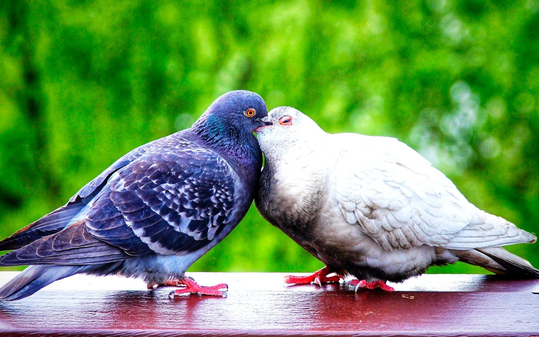 Is Having a Love Partner Necessary to Live a Successful and Meaningful Life?